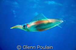 Squid...a fairly rare sighting in Hawaii. Shot this a.m S... by Glenn Poulain 